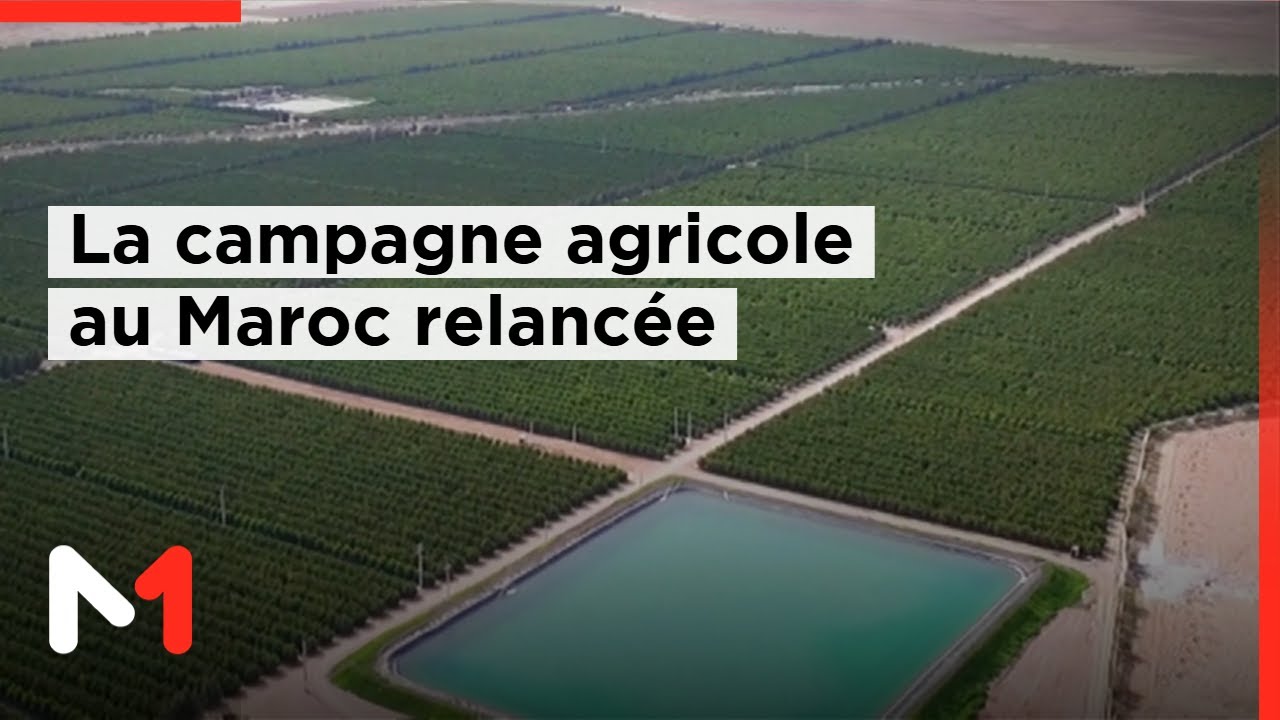L'invité : Les précipitations relancent la campagne agricole au Maroc. Décryptage  Kamal Aberkani