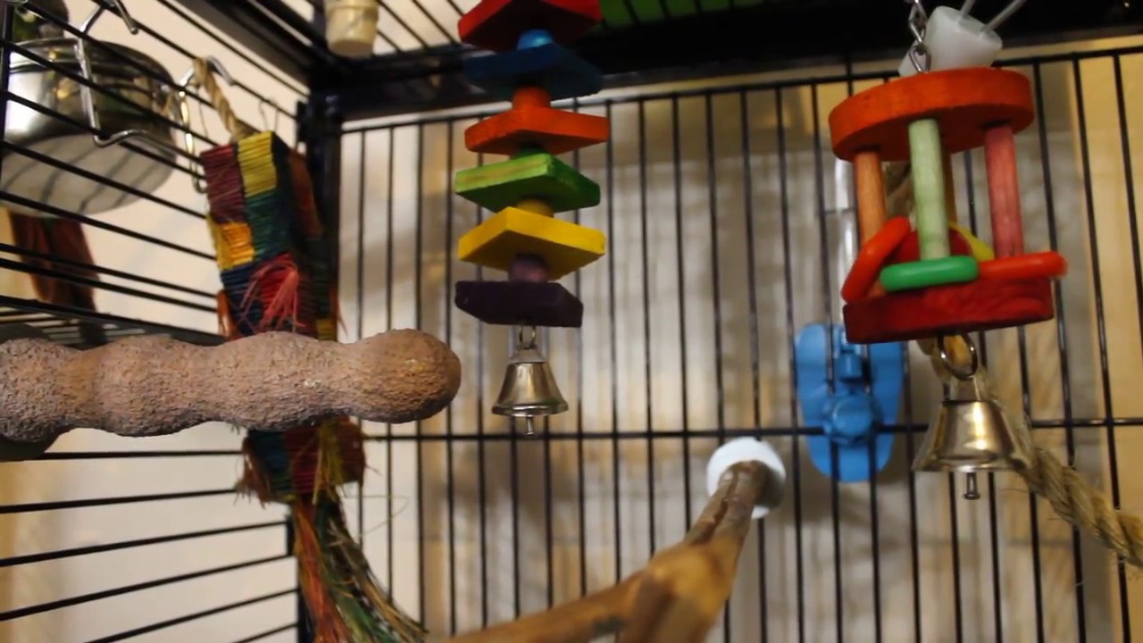 HOW TO SET UP A NEW CAGE FOR YOUR BIRD