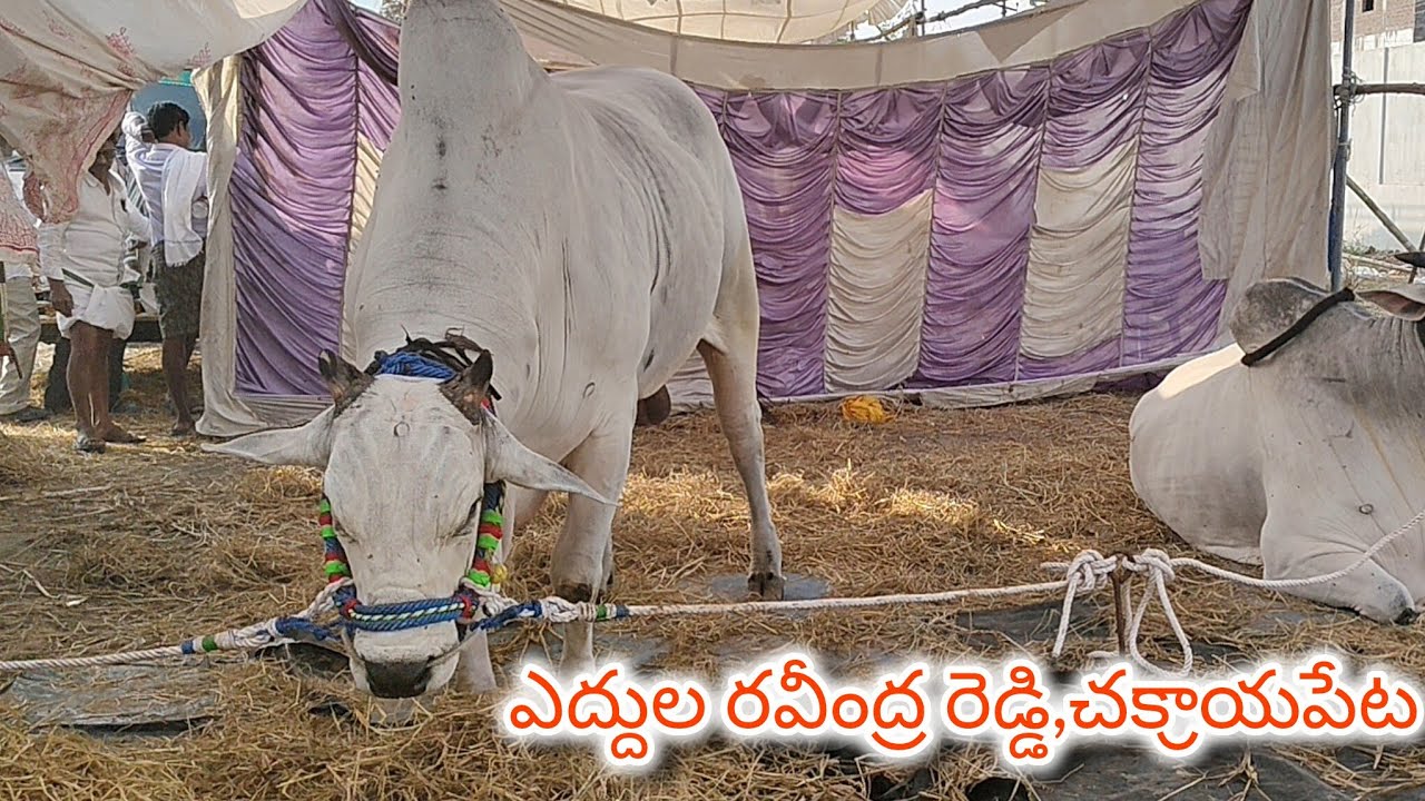 చిలకలూరిపేట గ్రామం  జూనియర్ విభాగం 13వ జత  💥RK BULLS💥DROP 💥