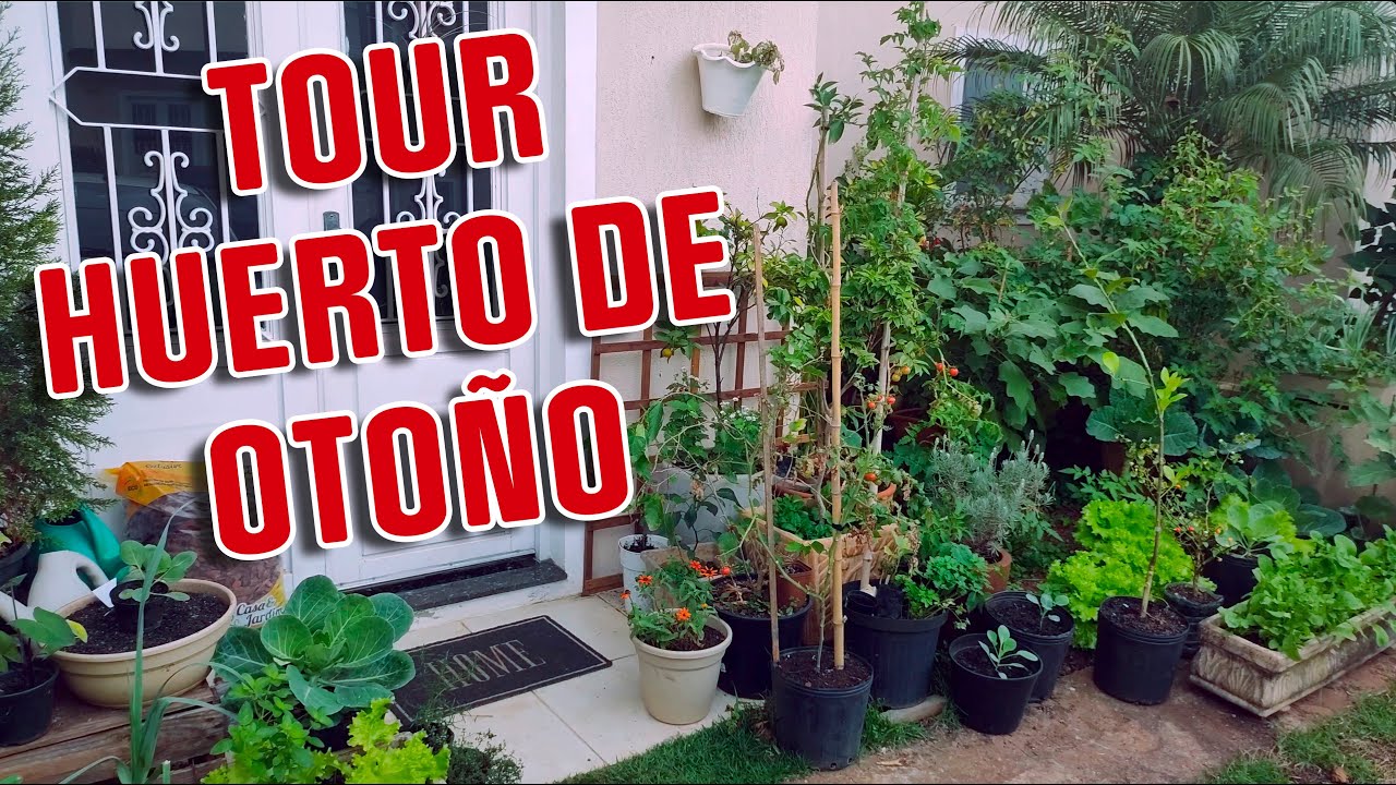 Tour por el huerto de otoño. Huerto en Macetas para espacios reducidos.
