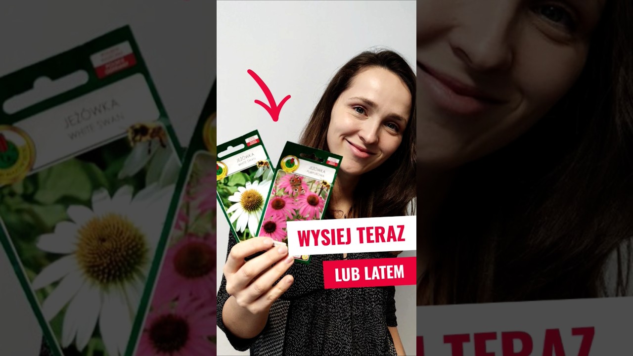 Wysiewam jeż&oacute;wki. Zaproś motyle do swojego ogrodu. #ogr&oacute;d #jeż&oacute;wki #rośliny #byliny #wysiew #wiosna