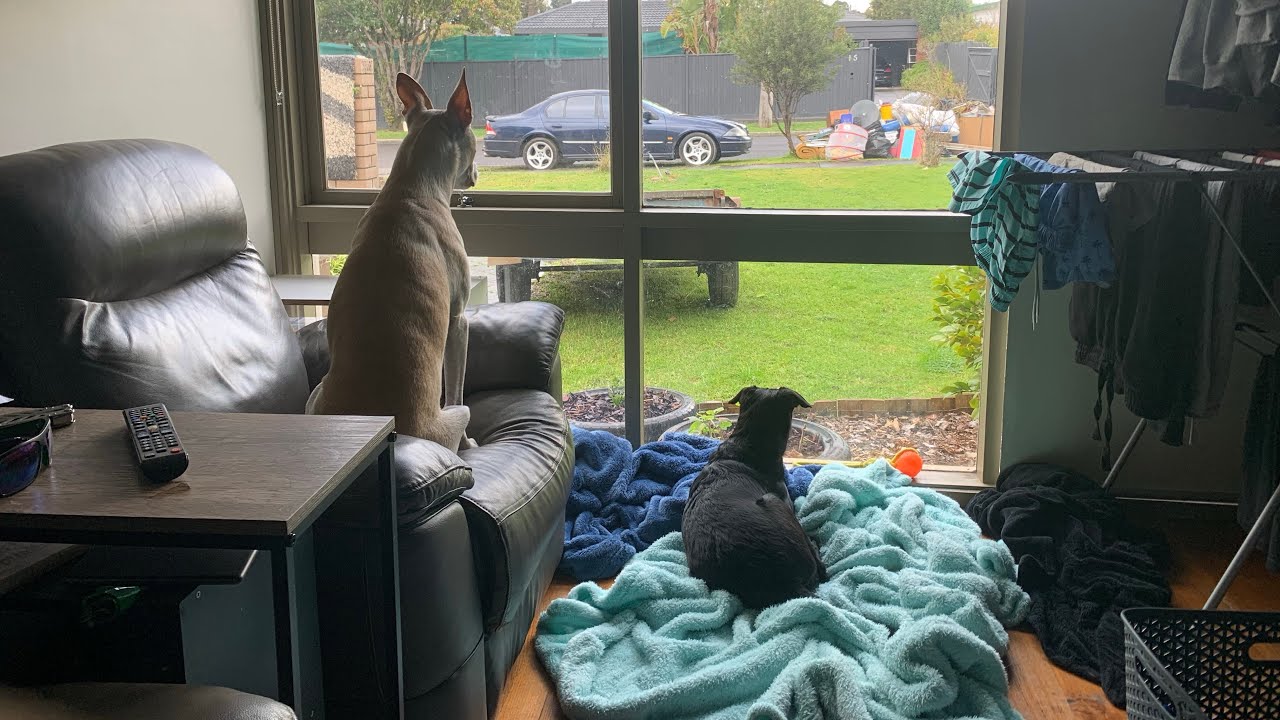 Kelpie vs Staffy cross siblings