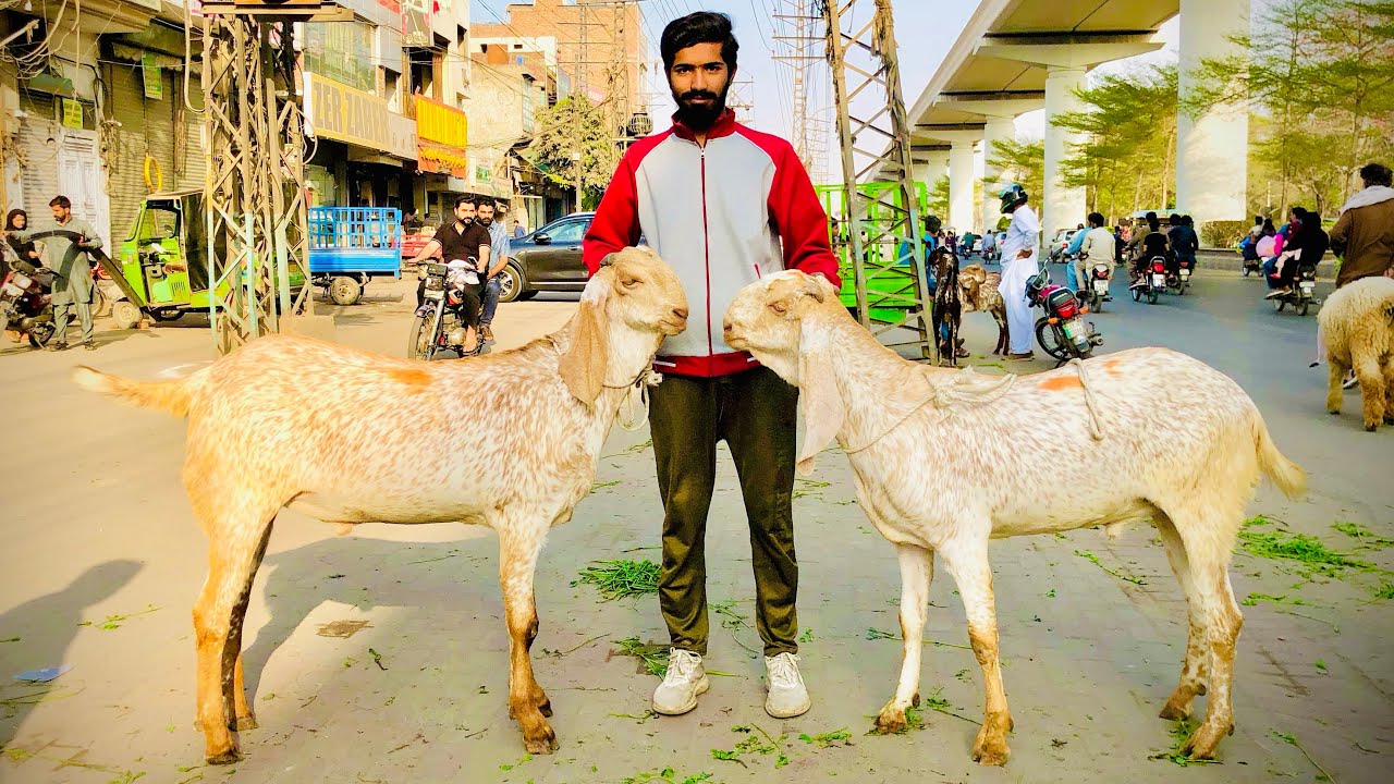 Today Latest Update Lahore Darogewala Qurbani 2026 Awami Shoq Official 