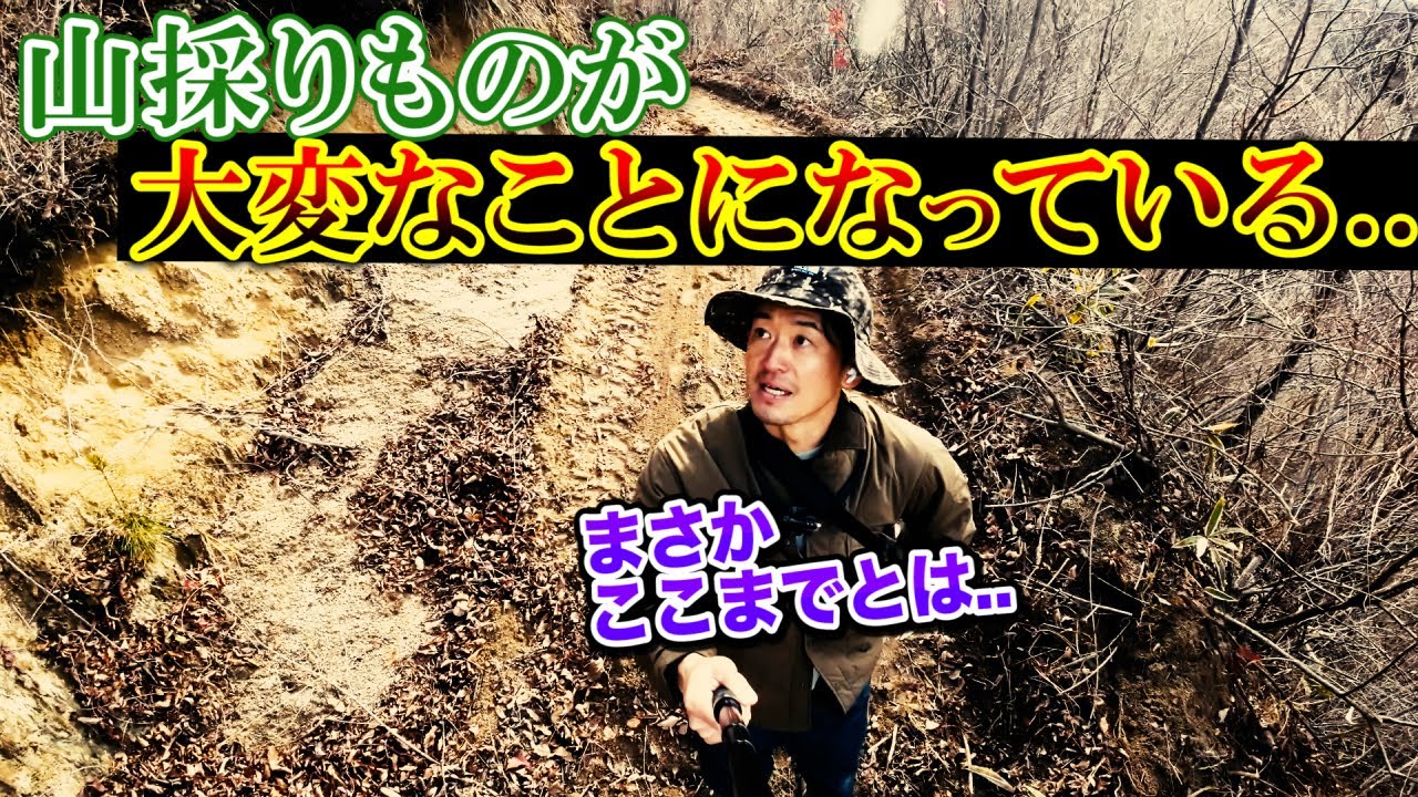 【アオダモもう無い？】山採り屋さんに本音を聞いてきました。