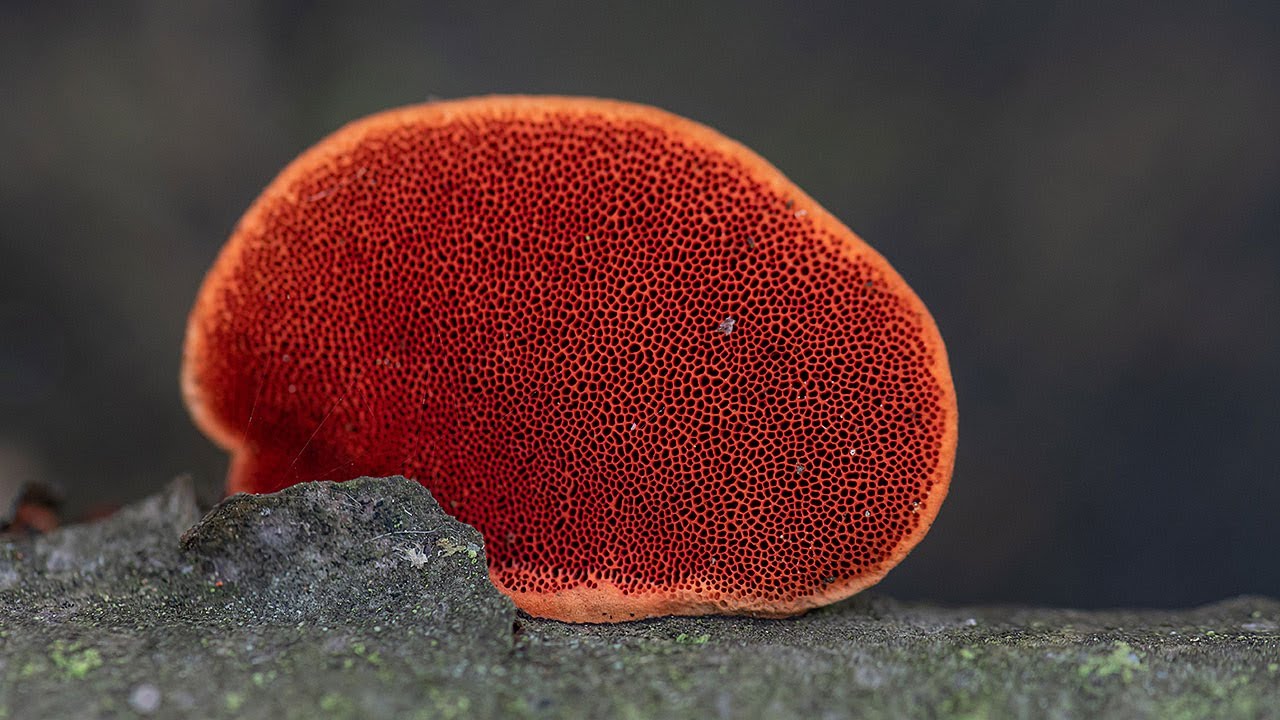 Gęstoporek cynobrowy (Pycnoporus cinnabarinus)