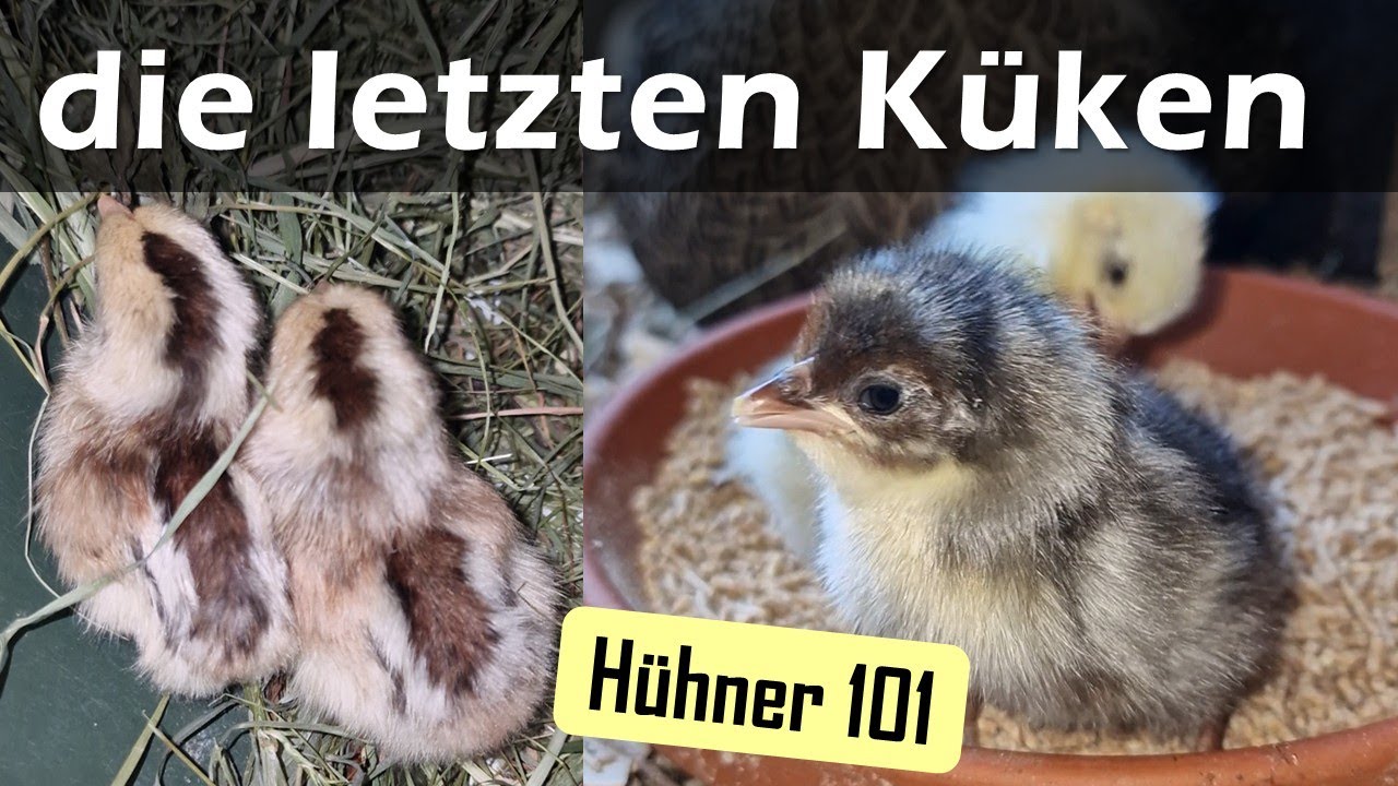 Sie sind da! Ischler Zwerg #Küken 🐥 #Hühner 101