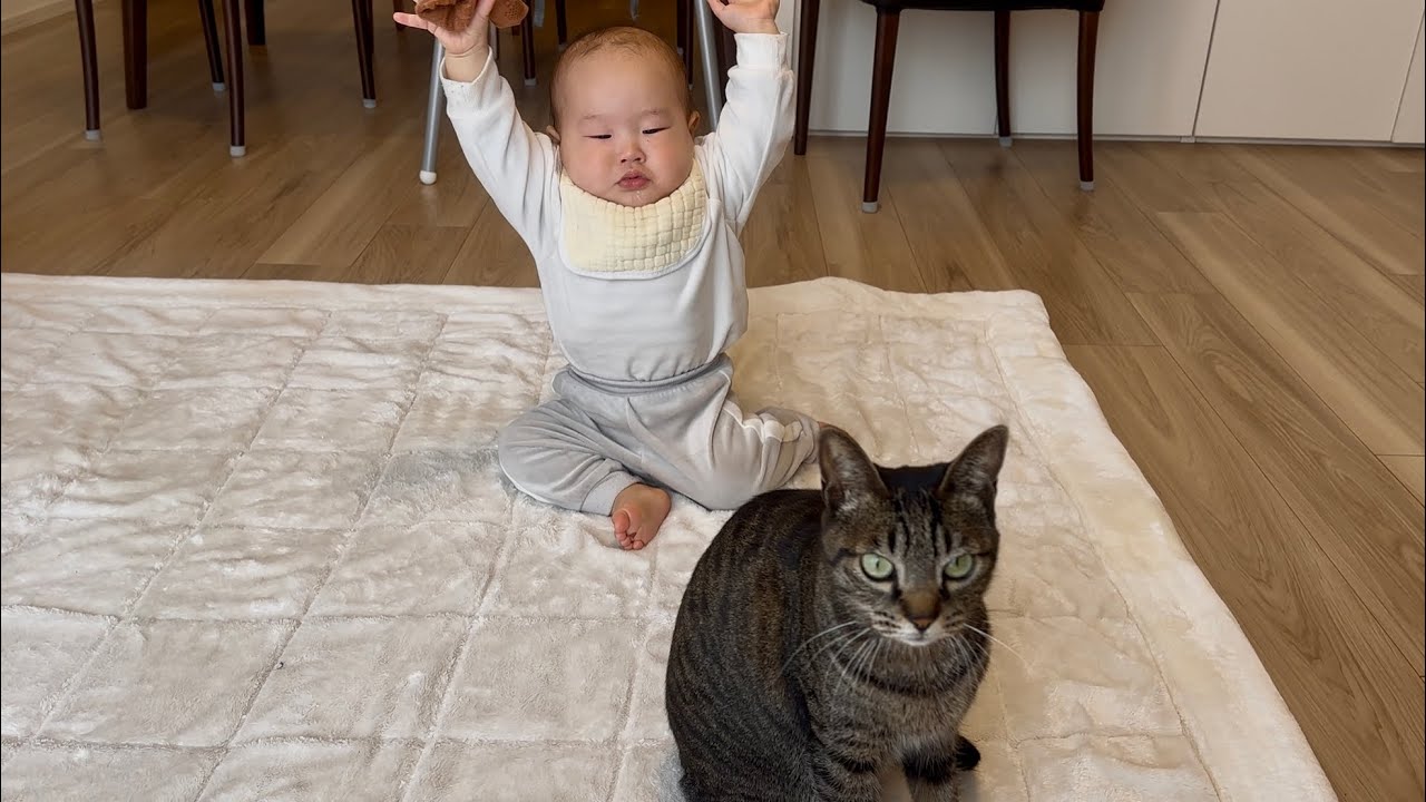 赤ちゃんに靴下を投げつけられた猫がまさかのこうなりました