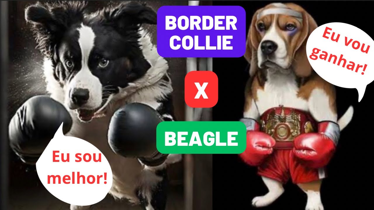 Border collie X Beagle - Duelo de raças - Qual raça escolher?
