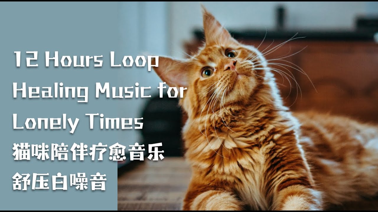 No Ads | Healing Music For Lonely TImes | Loop｜孤独的陪伴治愈繫放鬆輕音樂靜心專注不焦慮｜貓咪應激舒壓必听