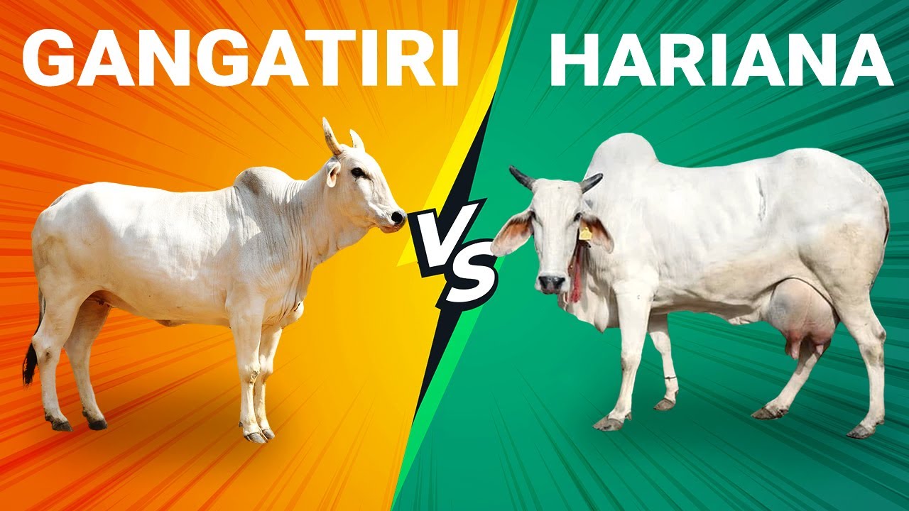 Gangatiri vs Hariana