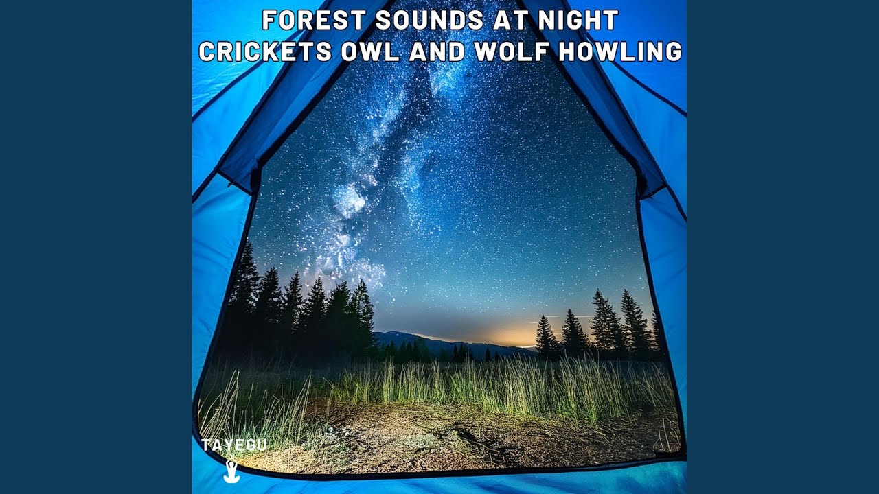Forest Sounds at Night Crickets Owl and Wolf Howling Camping 1 Hour Relaxing Nature Ambient...