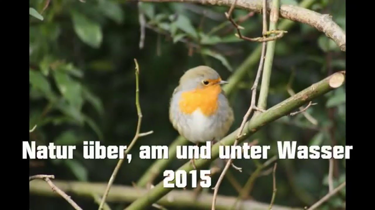Naturfilm mit Eisvogel und Biber, beim Fischen eingefangen