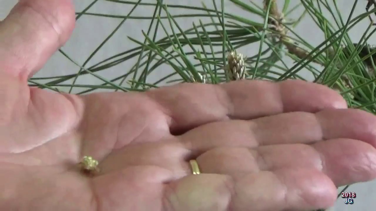 Pino negro japonés  Curso básico para principiantes  8ª parte  PINZADO DE VELAS O YEMAS