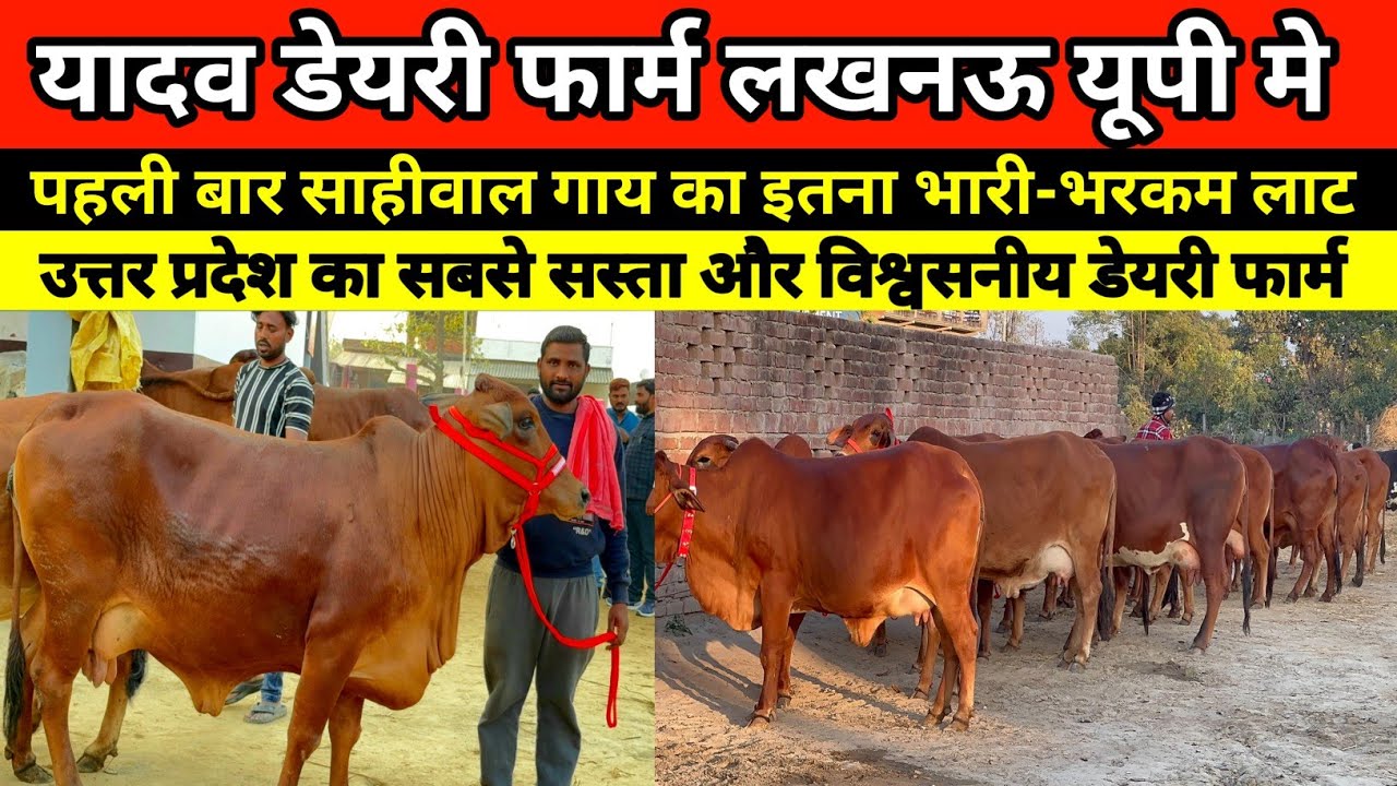 😱🐄 आ गया फिर से यादव डेयरी फार्म पर साहीवाल गाय का भारी-भरकम लाट || yadav dairy farm lucknow #cow 