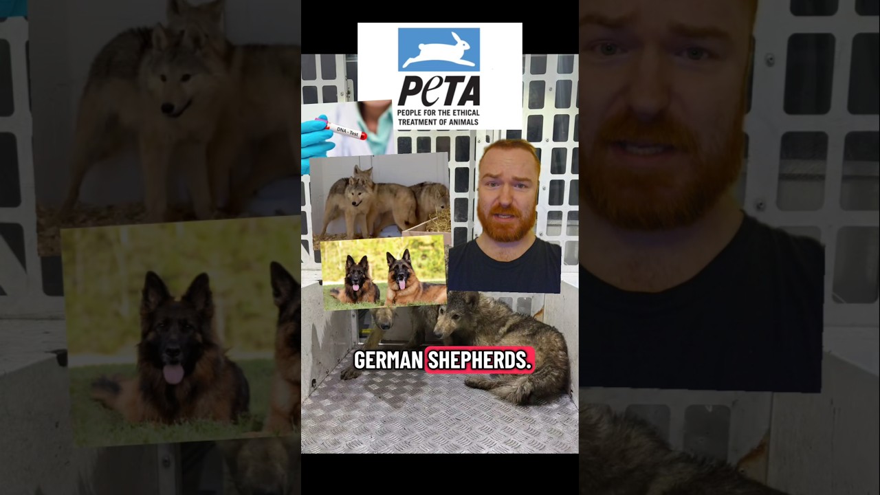 Организация PETA подала в суд на приют для волков, утверждая, что волкособакам должно быть позвол...