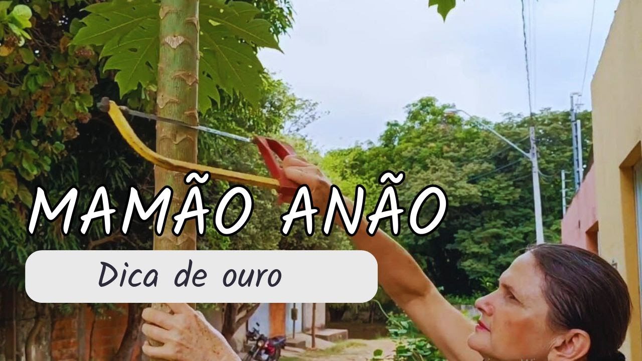 PÉ DE MAMÃO CRESCEU MUITO, O QUE EU FAÇO AGORA ?  VEJA ESTÁ DICA DE OURO Prt. 1