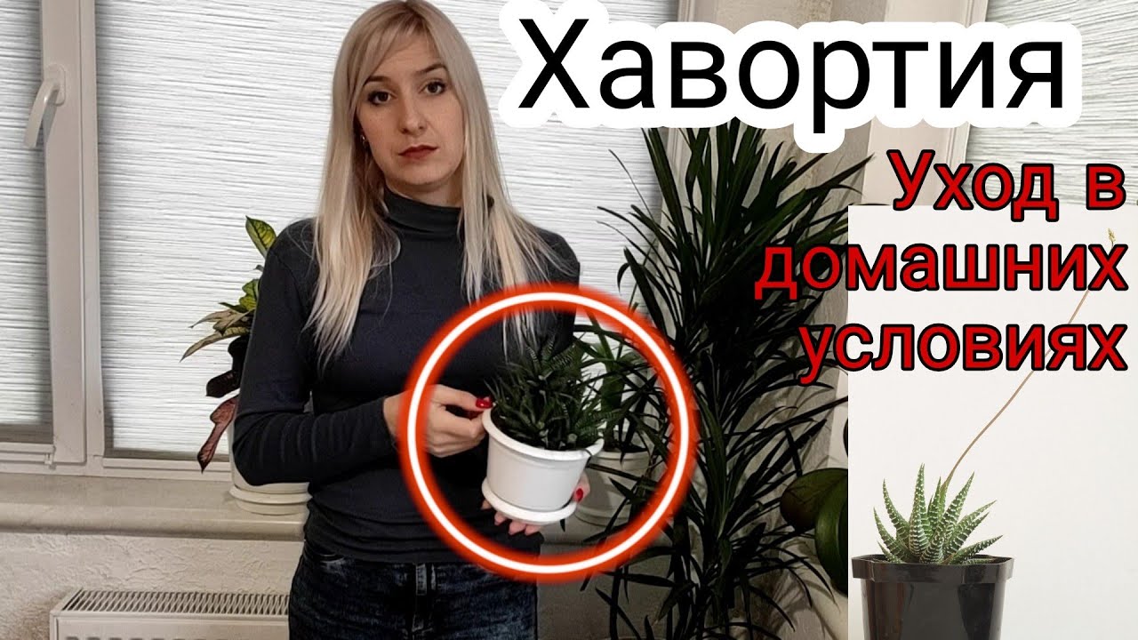 Хавортия. Уход в домашних условиях. Как размножить и рассадить хавортию детками. Неприхотливый сад