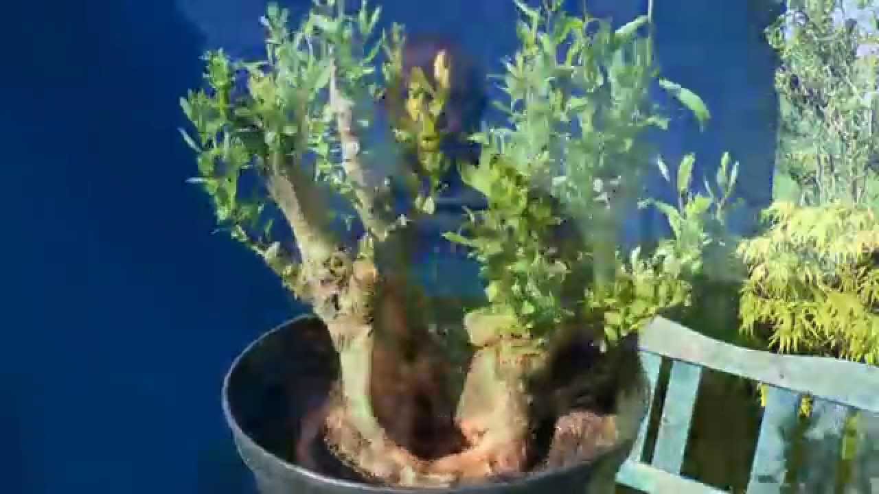 Bonsai Maple, Bergahorn, Weide Informationen und andere Bonsai