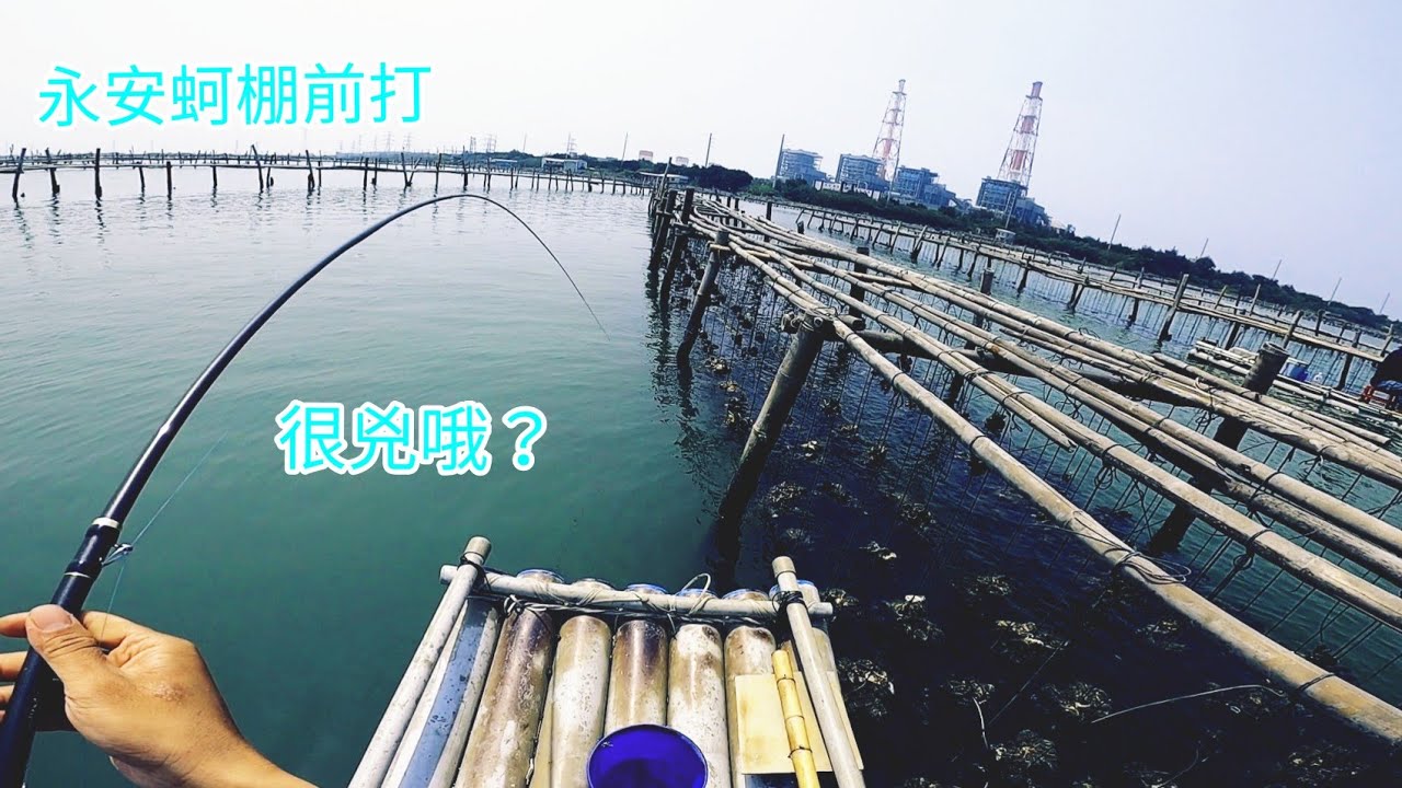 高雄 永安蚵棚 興達發電廠 前打 總是被欺負 龍膽石斑 餵食 #永安蚵棚 #前打 #興達發電廠 #龍膽石斑 餵食