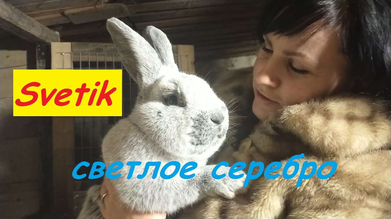 КРОЛИКИ//БСС// СВЕТЛОЕ СЕРЕБРО//Кролики содержание и разведение