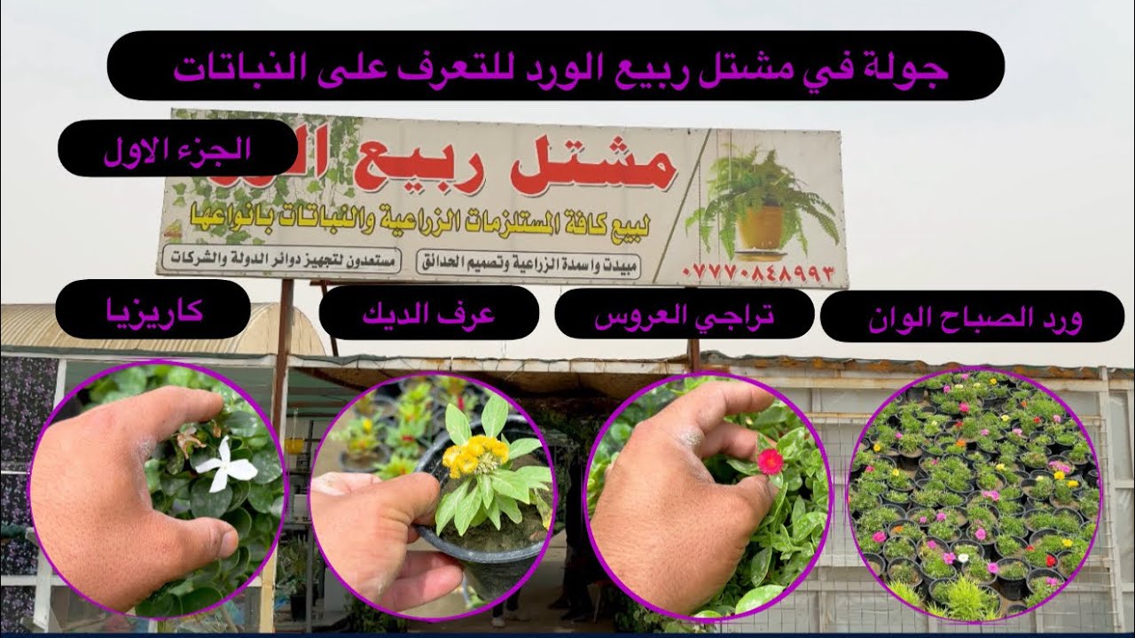 مشتل ربيع الورد/ جولة داخل المشتل للتعرف على النباتات واسعارها (الجزء الاول)