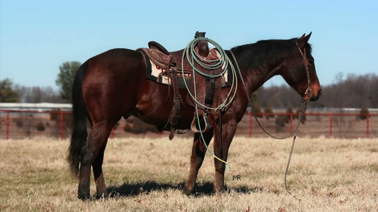 TRR HURRICANE SAINT “TJ” headed to Levelland, TX February 6 & 7