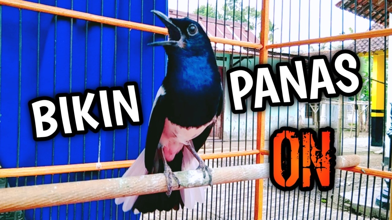 BIKIN PANAS GACOR LANGSUNG ON !! PANCINGAN KACER GACOR PASTI NYAUT AMPUH.
