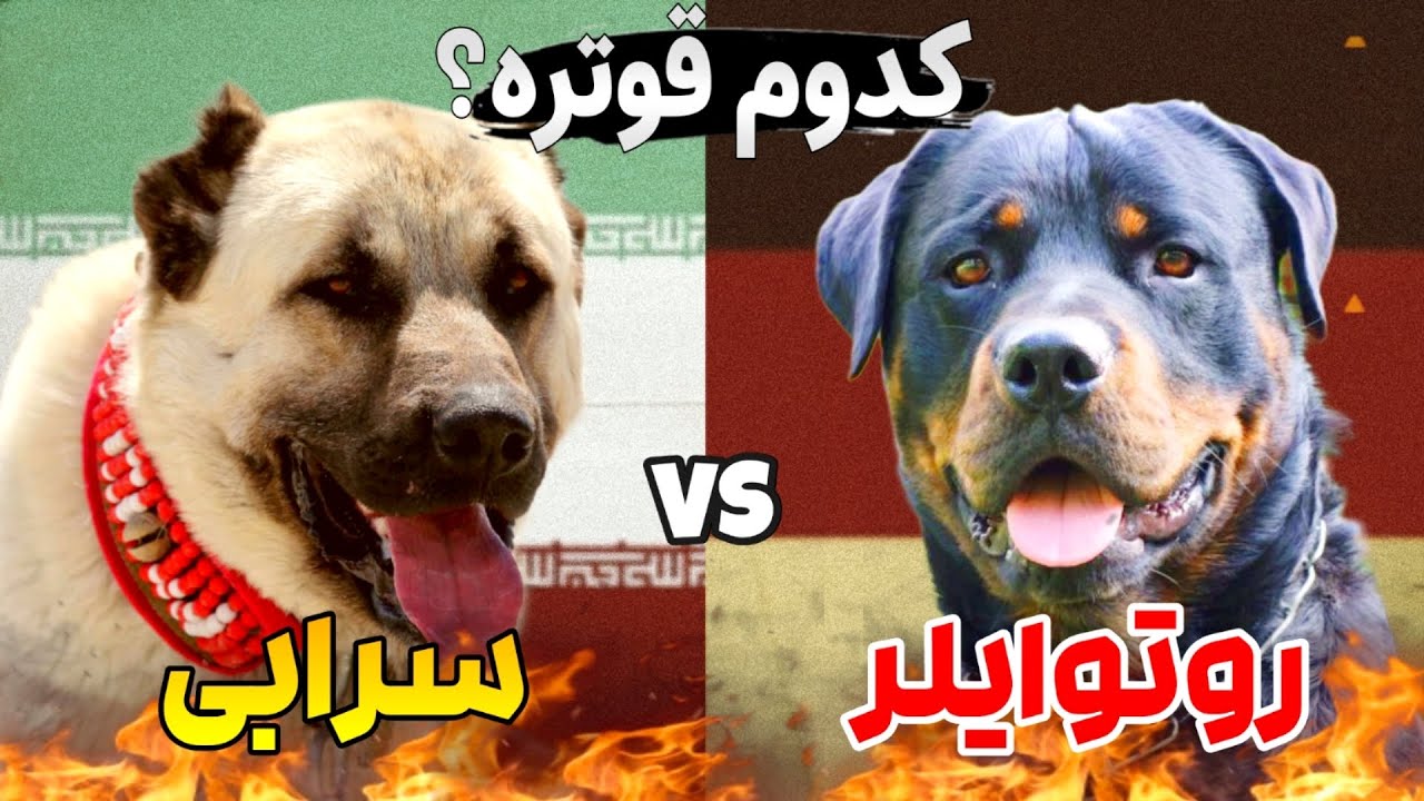 مقایسه سگ اصیل سرابی با سگ باهوش روتوایلر! کدوم نژاد سگ قویتره؟