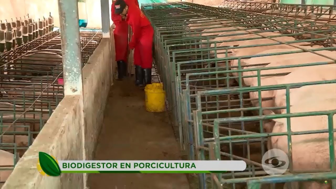 Autosostenibilidad: Biodigestor para producir biogás a partir de excremento- La Finca de Hoy