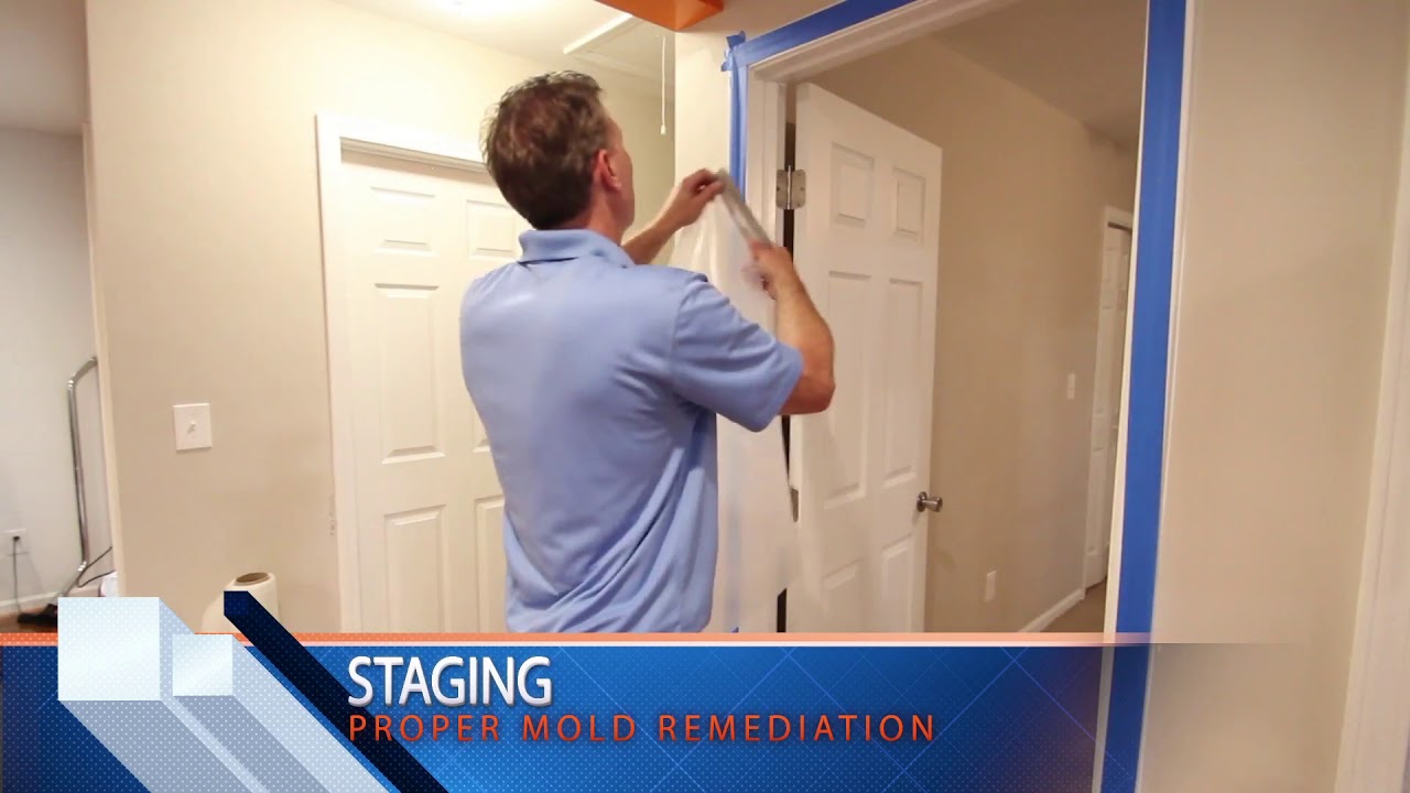 Home Mold Removal Process   How To Remove Mold?