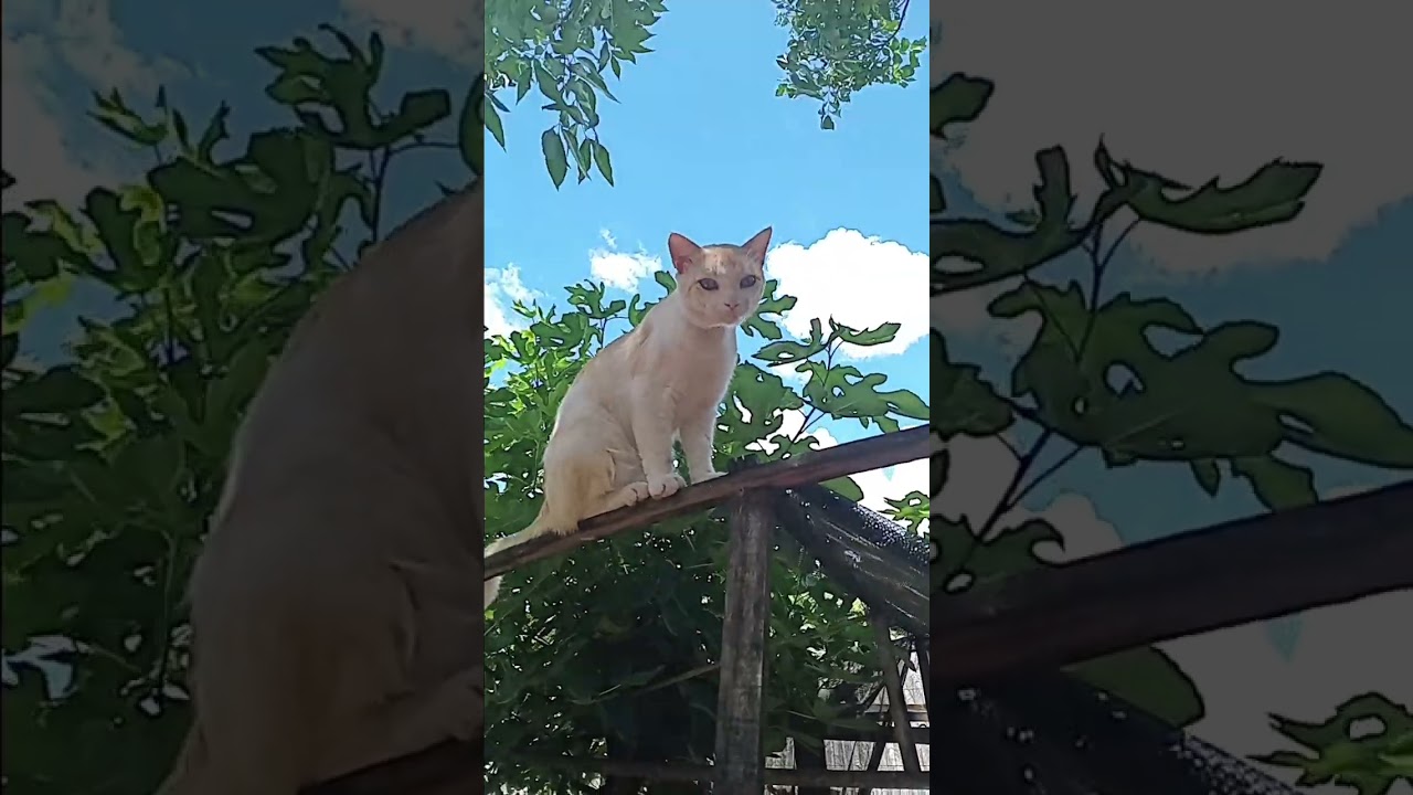 #vidanomato