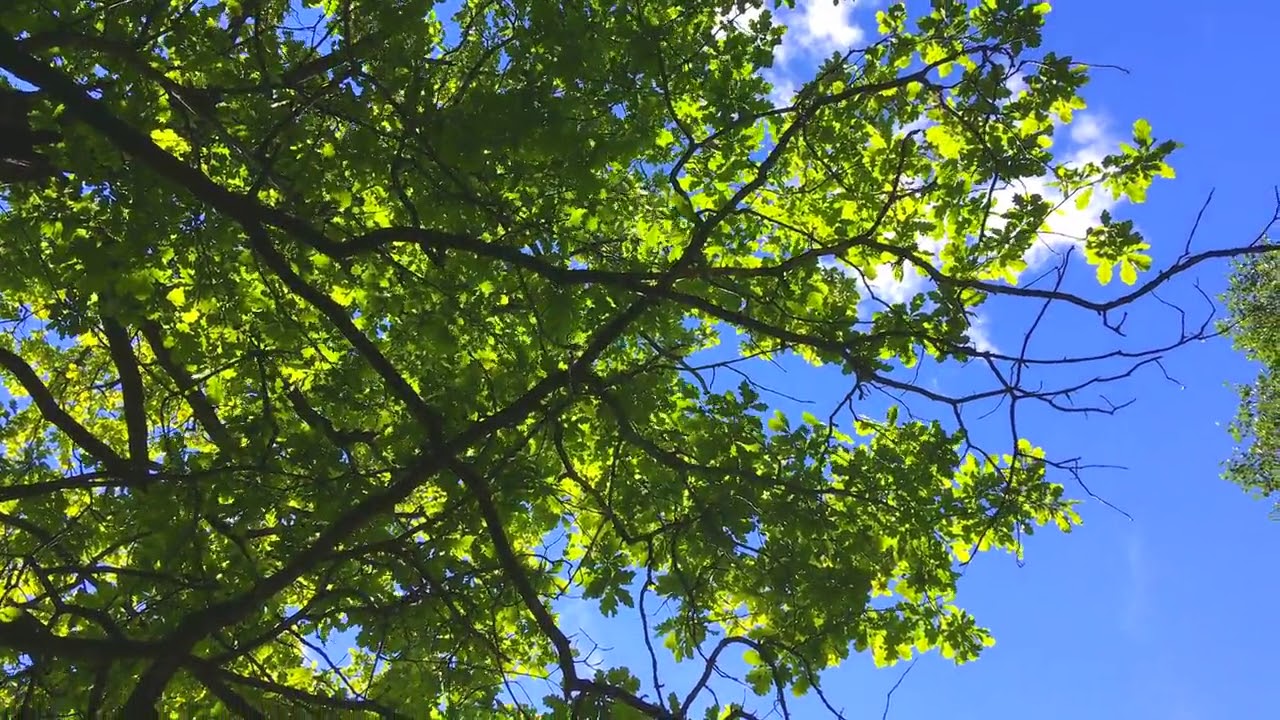 MIKOŁAJ HERTEL- ŻAGLOWCE W DESZCZU