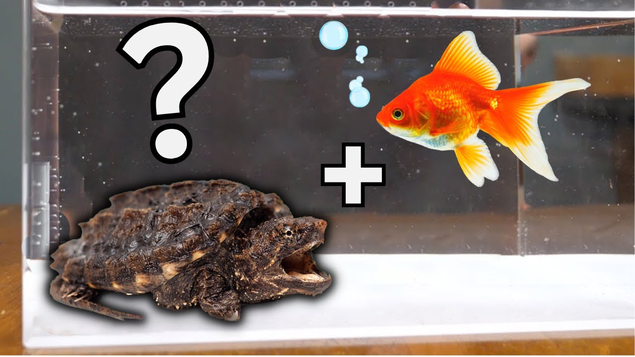 ЛУЧШАЯ РЫБА ДЛЯ ВАШЕЙ ЧЕРЕПАХИ! 🐢