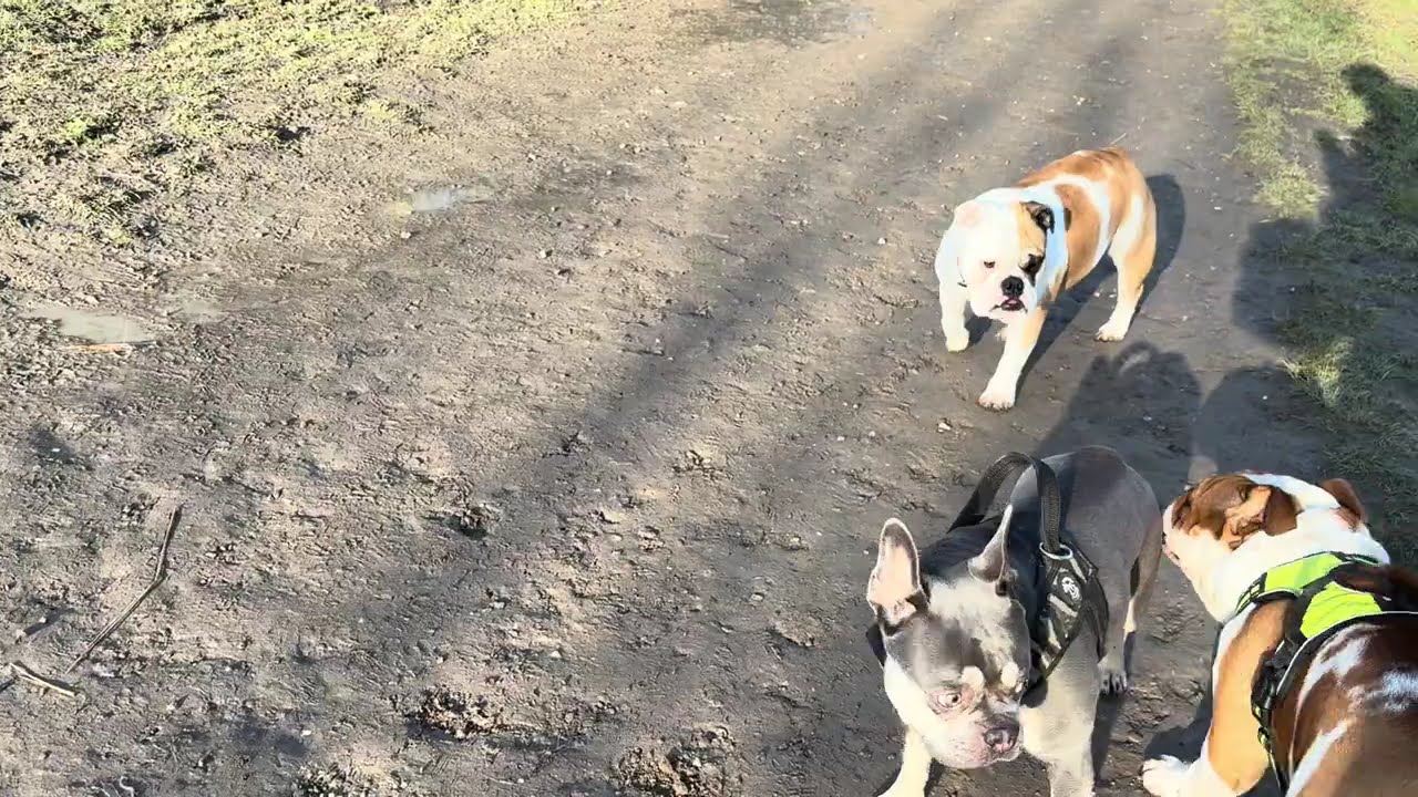 Por fim encontrei outra da mesma raça😻