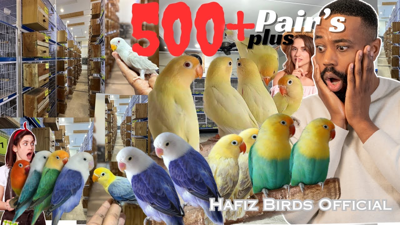 OMG😧500+plus Visit🦜HafizBirdsOfficial lovebirds setup Breed🐣Breed Decino Cremino albino🌸bule 2