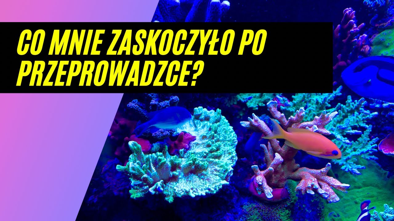 #10  5 rzeczy, które mnie zaskoczyły po założeniu nowego akwarium. Akwarium morskie 350l.