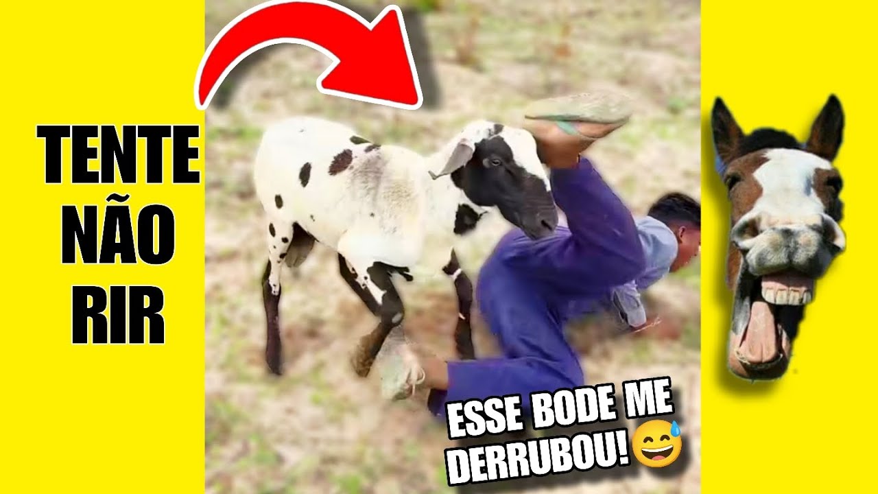 VÍDEOS ENGRAÇADOS 57: TENTE NÃO RIR #videosengracados #tentenaorir #humor #comedia #memes #viral 