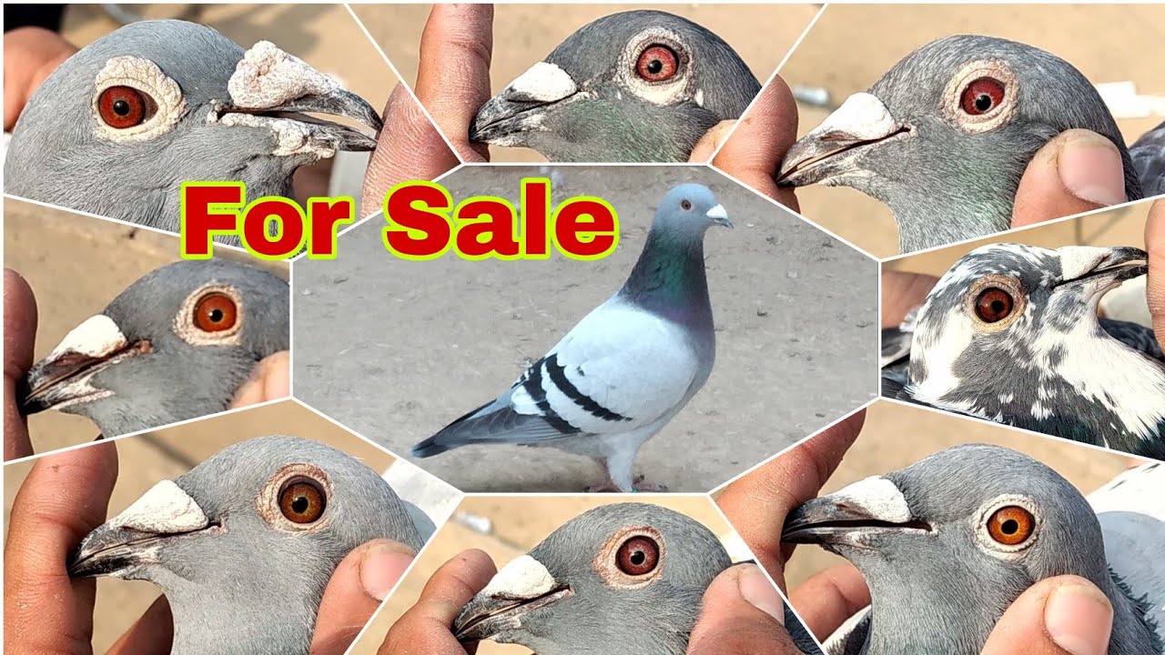 Racing Pigeons For Sale | Racer piegon for sale in Pakistan| Star Loft