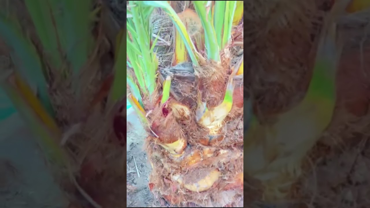 طريقة التجذير الهوائي لرواكيب النخلة
