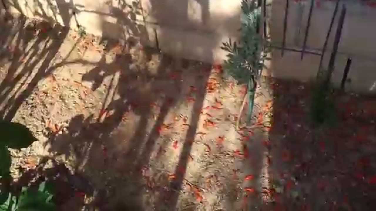 High Density Espalier Gardener - Tour of my Garden 04-05-15 Update