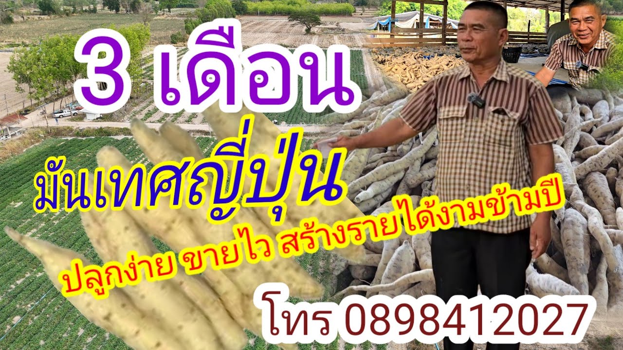 มันเทศญี่ปุ่น สร้างรายได้เสริมได้สบายๆTel.0898412027
