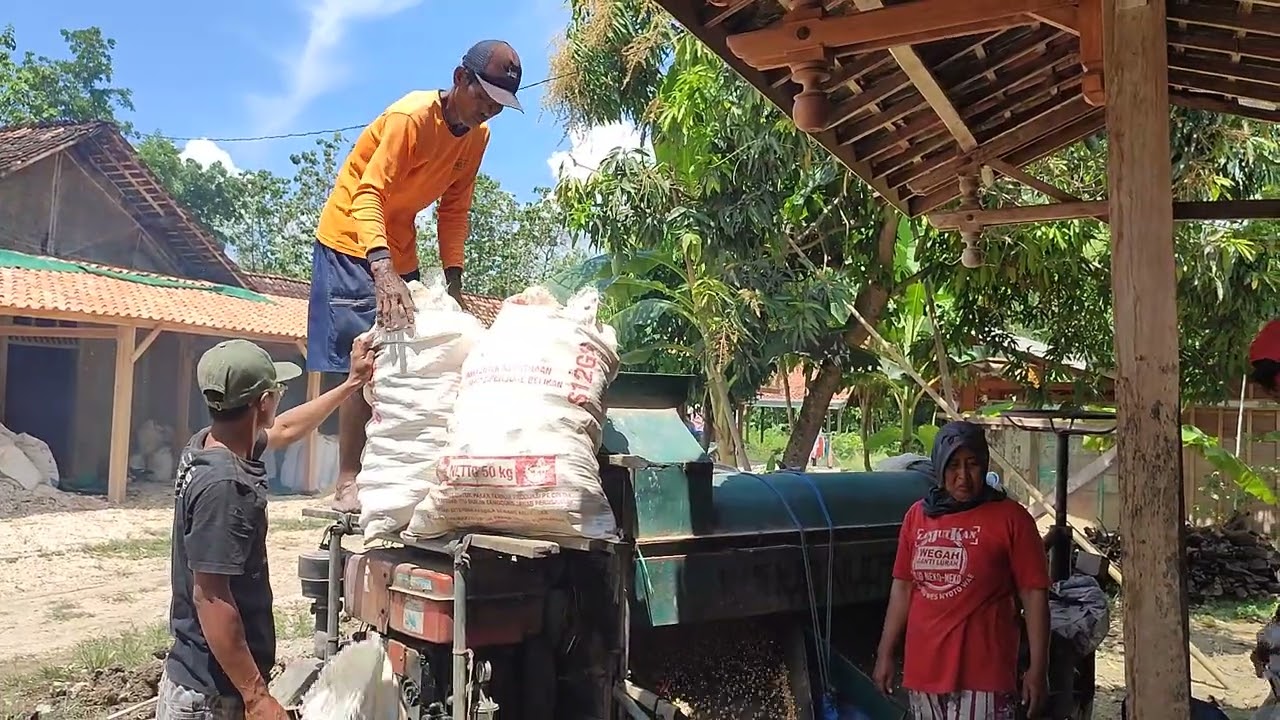 Alhamdulillah panen jagung lagi 