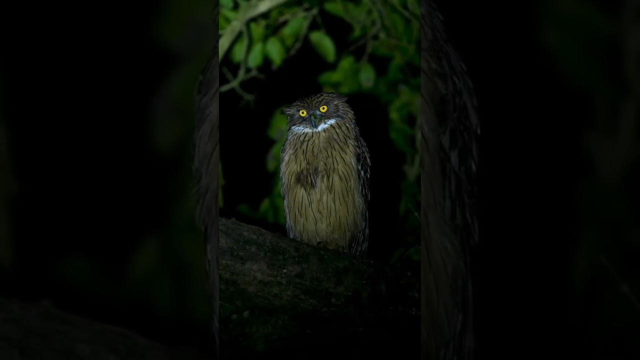 Owl Eyes #owl #owleyes