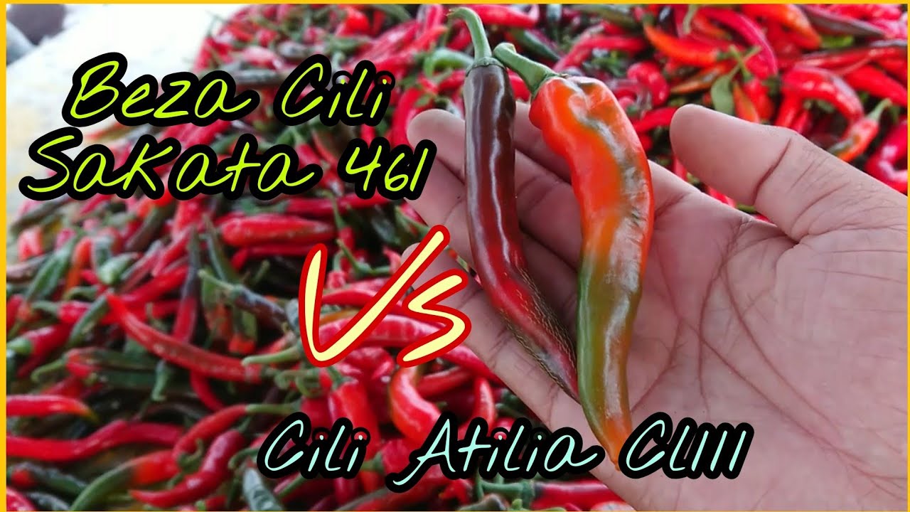 Beza Cili Sakata 461 VS Cili Atilia CL111