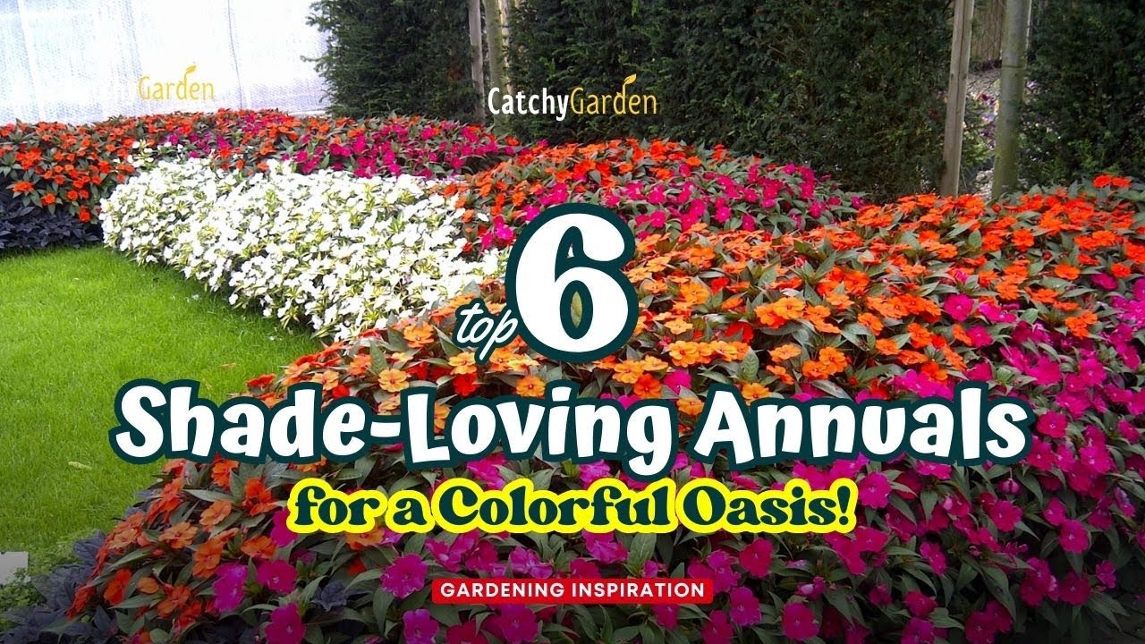 Top 6 Shade-Loving Annuals for a Colorful Oasis 🌺💐🌷 // Gardening Ideas