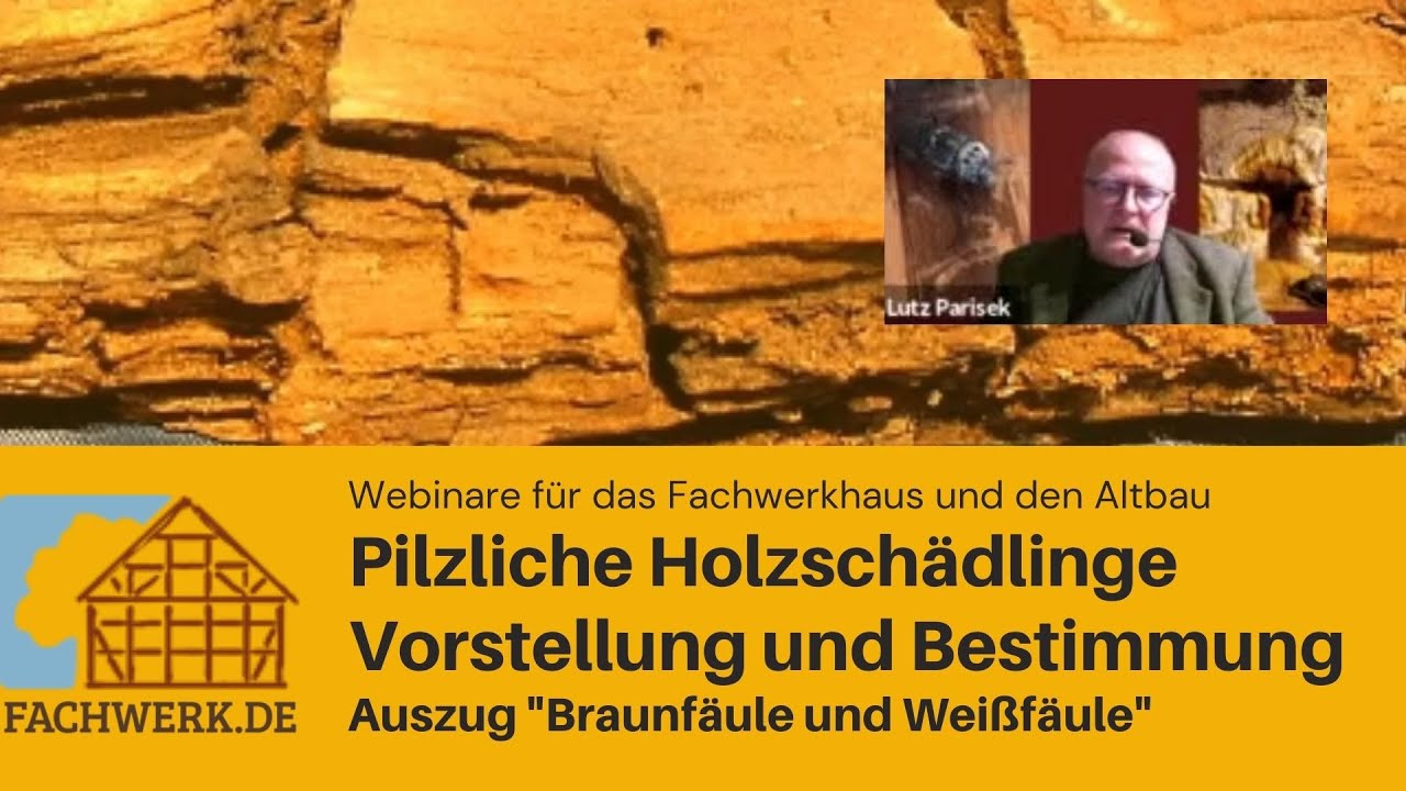 Pilzliche Holzschädlinge - Braunfäule und Weißfäule