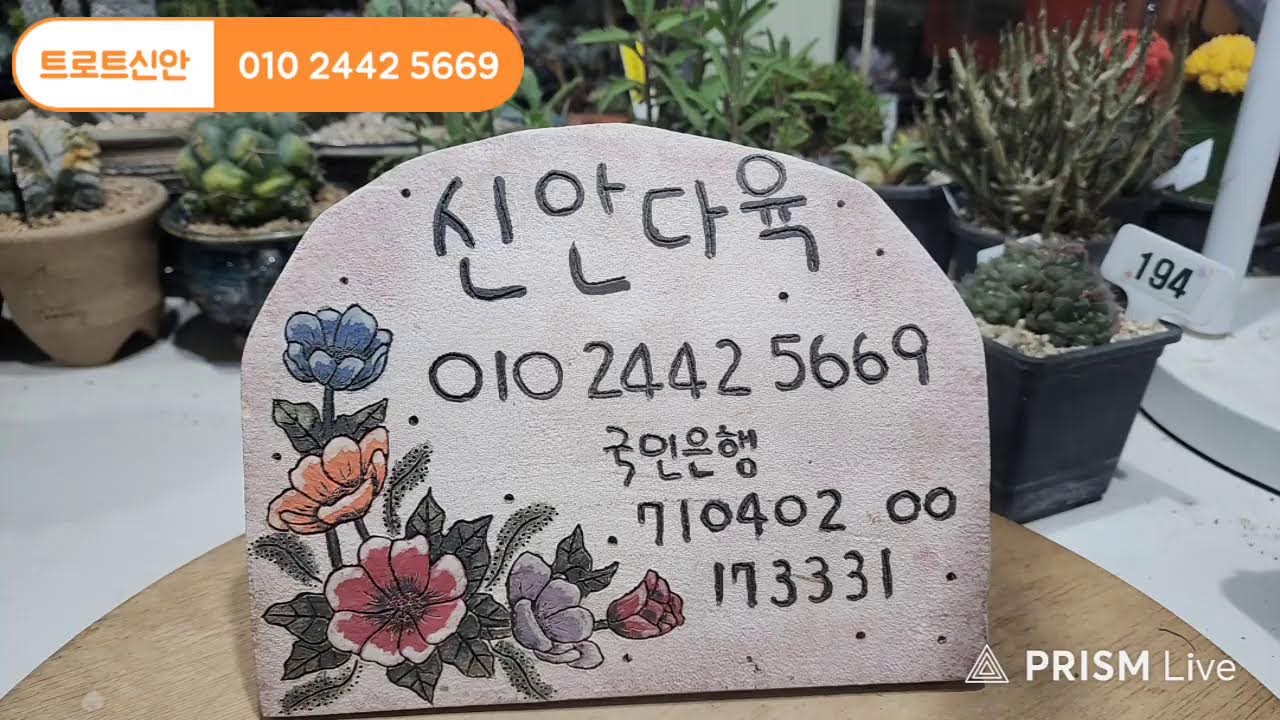 트로트신안 라이브 방송