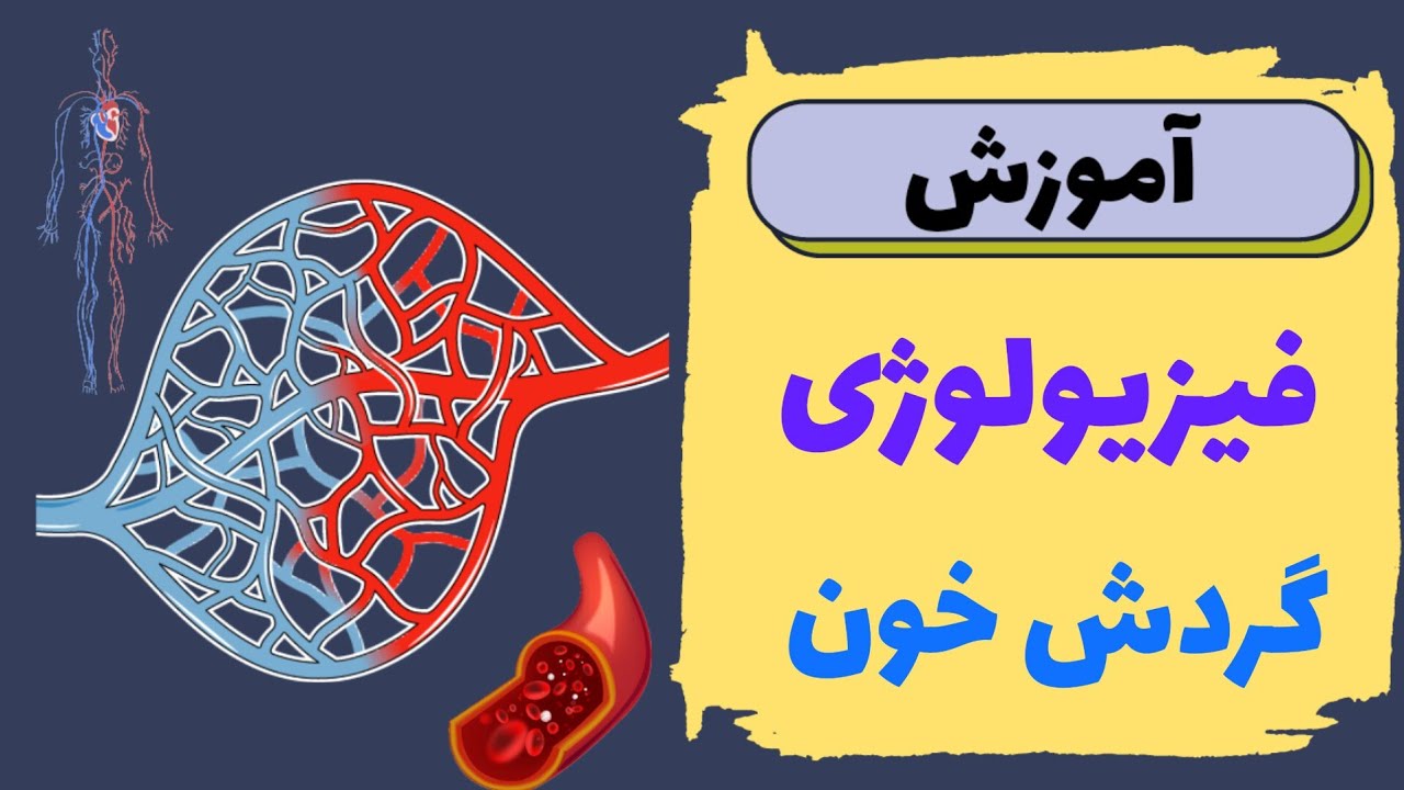 آموزش فیزیولوژی گردش خون 🩸| براساس رفرنس گایتون