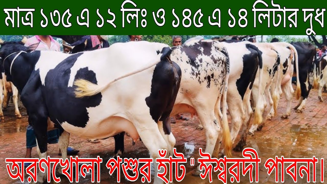 মাত্র ১৩৫ এ বাচ্চা সহ ১২ লিঃ ও ১৪৫ এ বাচ্চা সহ ১৪ লিঃ ১৫৫ তে বাচ্চা সহ ১৬ লিটার দুধের গাভী বিক্রি
