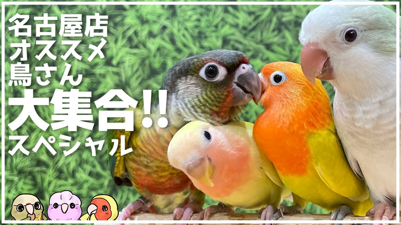 【スタッフが選ぶ】オススメの鳥さん大集合スペシャル！！【こんぱまる名古屋店】